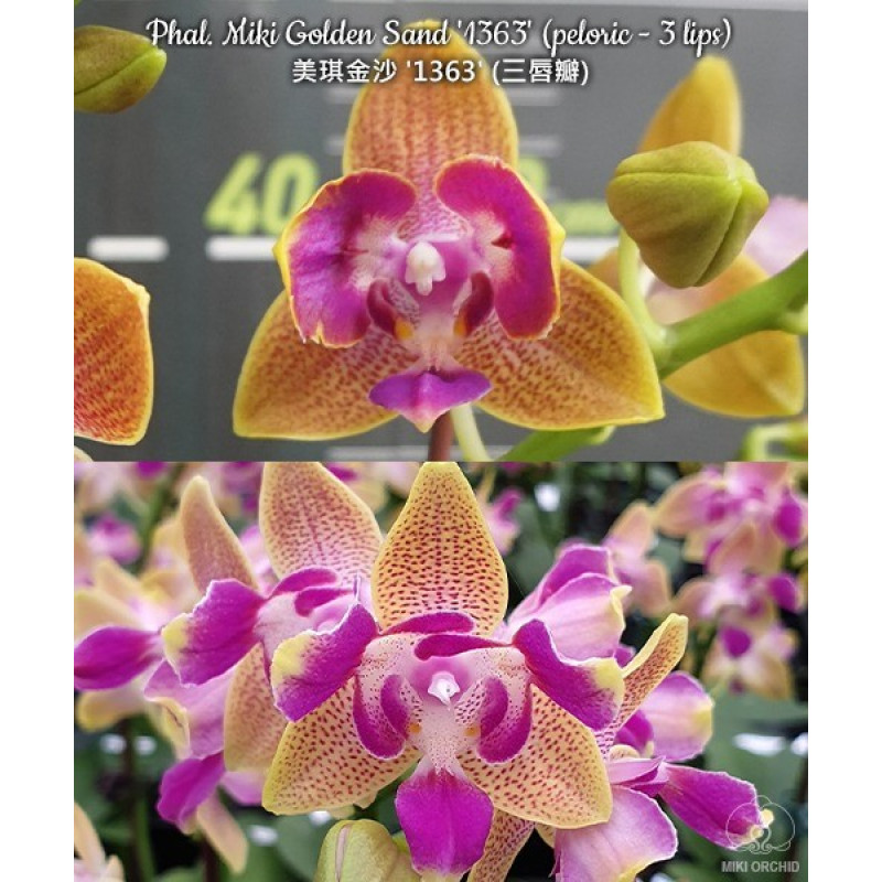 Орхидея Phal. Miki Golden Sand 1363 3 Lips - купить, доставка Украина